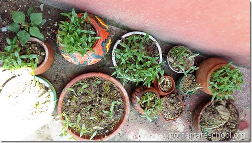 Plants growing at Nursery School (1)