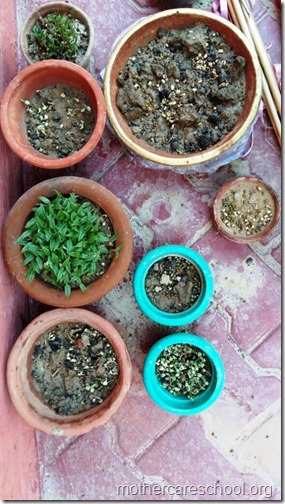Plants growing at Nursery School (3)