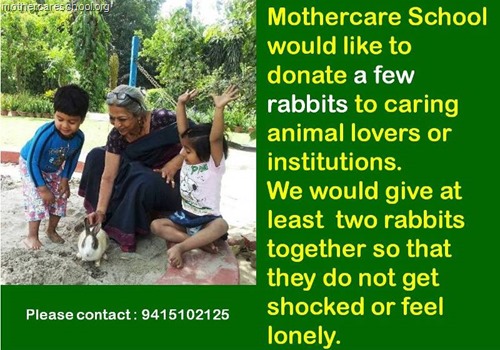 Rabbits for donation 2