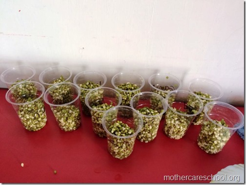 Sprouts are ready at Mothercare school Lucknow (5)
